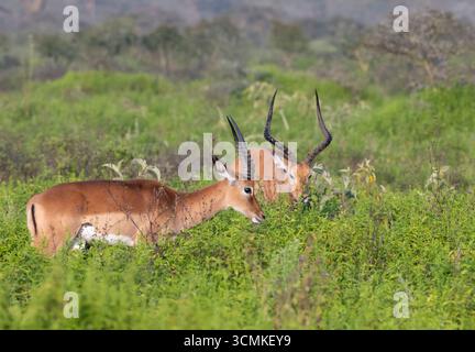 Grasland-Impala-Herde (Aepyceros melampus) im Nakuru-Nationalpark, Kenia Stockfoto
