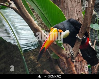 Ein Tukan, der auf einem Ast sitzt und den Kopf mit einem großen gelben Schnabel spannt Stockfoto