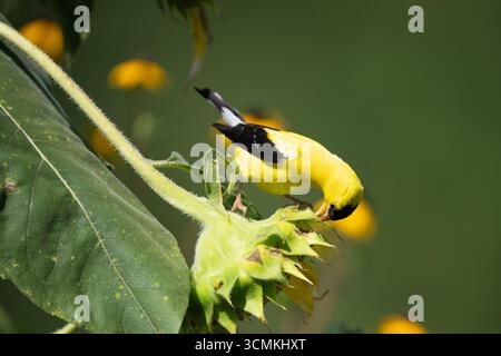 Nahaufnahme von männlichen amerikanischen Goldfinken, die auf Sonnenblumen saßen. Stockfoto