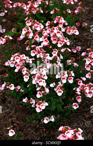 Nahaufnahme der zarten rosafarbenen Blüten und hellgrünen Blätter der kompakten Sommerblühenden Twinspur Gartenpflanze Diascia plus Apfelblüte. Stockfoto