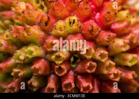 Äußerste Nahaufnahme der inneren Details der Zinnienblüte. Stockfoto