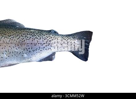 Forellenfische ohne Kopf isoliert auf weißem Hintergrund. Frische wilde Forelle isoliert auf einem Weißen. Frische ganze Forelle Stockfoto