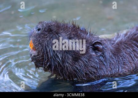 Porträt eines Coypus mit großen Zähnen (Myocastor coypus) Stockfoto