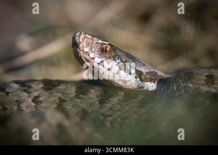 Porträt der europäischen Adre, der häufigsten Giftschlange in Europa (Vipera berus, Kreuzviper) Stockfoto