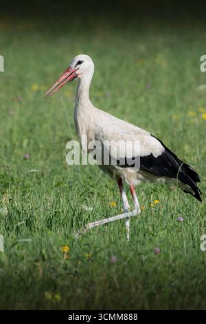 Weißstorch (Ciconia ciconia) auf der Suche in hohem Grasfeld, natürlichen Lebensraum, Vogelfotografie im Freien Stockfoto