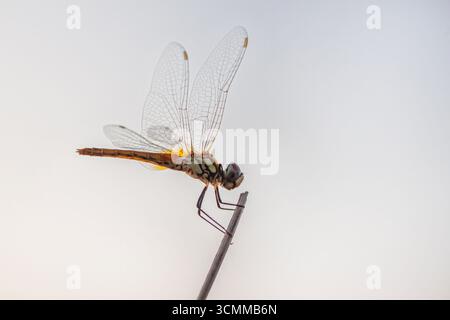 Schöne gelbe Libelle an einem Stiel. Nahaufnahme eines rot gefärbten männlichen Ruddy-Darters (Sympetrum sanguineum), der an der Vegetation hängt. Im Sonnenlicht ruhen Stockfoto
