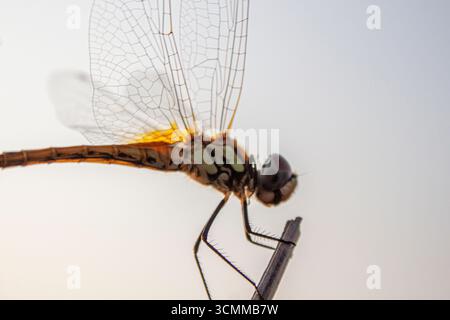 Schöne gelbe Libelle an einem Stiel. Nahaufnahme eines rot gefärbten männlichen Ruddy-Darters (Sympetrum sanguineum), der an der Vegetation hängt. Im Sonnenlicht ruhen Stockfoto