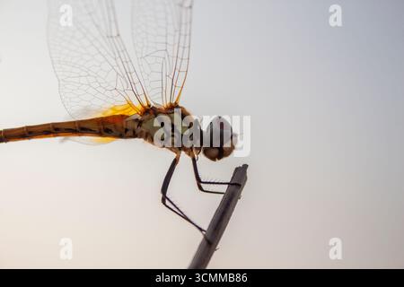 Schöne gelbe Libelle an einem Stiel. Nahaufnahme eines rot gefärbten männlichen Ruddy-Darters (Sympetrum sanguineum), der an der Vegetation hängt. Im Sonnenlicht ruhen Stockfoto