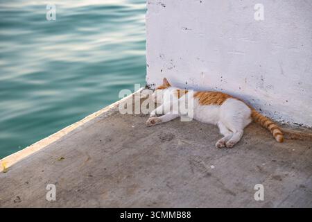 Friedlicher Ingwer und weiße Katze, die auf einem Betonvorsprung am Meer schlafen. Niedliche streunende Katze, die ruhig am blauen Wasser schläft Stockfoto