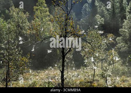 Glitzernde Spinnennetze zieren Bäume in einem mystischen Wald, beleuchtet vom Morgenlicht und umgeben von lebendigem Grün. Stockfoto