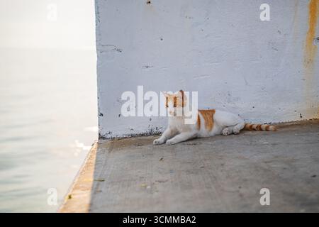 Ingwer und weiße Katze sitzen und den Horizont über dem Meer betrachten. Friedliche streunende Katze auf Betonpier und Blick auf das ruhige Meer Stockfoto