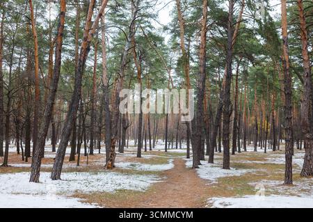 Leicht verschneite Kiefernwälder. Hintergrund Stockfoto
