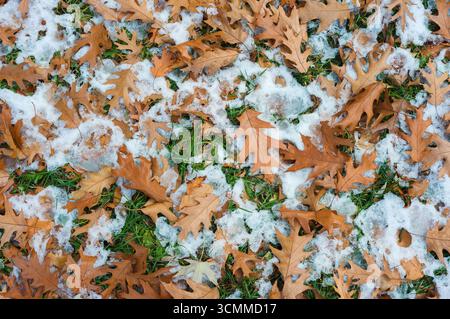 Herbstlaub der nördlichen Roteiche (Quercus rubra) auf schneebedecktem grünem Gras. Hintergrund Stockfoto