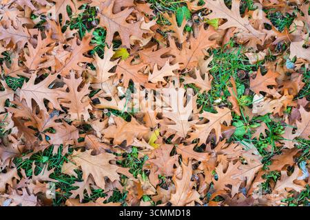 Herbstlaub und Eicheln der nördlichen Roteiche (Quercus rubra) auf grünem Gras. Hintergrund Stockfoto