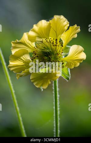 Geum „Cocktail Banana Daiquiri“ Stockfoto