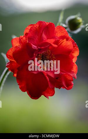 Geum „Mrs. Bradshaw“ Stockfoto