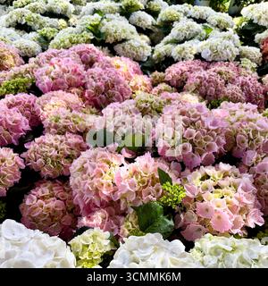 Rosa und weiße Hortensie blühen im Sommer im Garten. Mehrfarbige Hortensia-Blüten. Schöner Garten mit Hortensien. Stockfoto