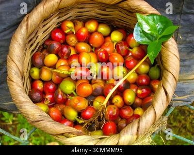 Reife rote und gelbe Kaffeekirschen aus der berühmten Region Tarrazú in Costa Rica, frisch geerntet und in einem gewebten Korb gesammelt. Stockfoto