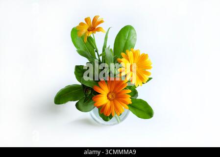 Pot Marigold. Calendula officinalis blüht isoliert auf weißem Hintergrund. Gelbe Ringelblumen blühen. Kopierbereich. Stockfoto