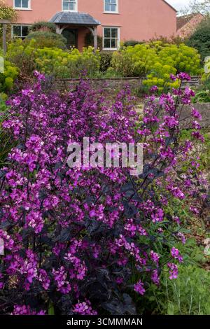 Lunaria annua 'Chedglow' inmitten von frischem Grün im Schottergarten, Frühling. Stockfoto