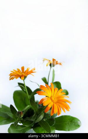 Pot Marigold. Calendula officinalis blüht isoliert auf weißem Hintergrund. Gelbe Ringelblumen blühen. Kopierbereich. Stockfoto