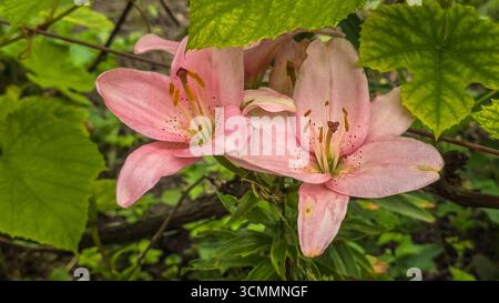 Rosa Lily longiflorum Blumen, die im Garten wachsen, Nahaufnahme. Stockfoto