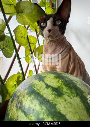 Aus nächster Nähe eine kanadische sphynx-Katze in Haustierkleidung, die neben einer Wassermelone und grünen Pflanzen auf einer Fensterbank mit Herbstsonnenlicht sitzt Stockfoto