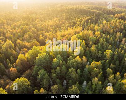 Atemberaubender Blick auf eine riesige, farbenfrohe Herbstwaldlandschaft in Estland zur malerischen goldenen Stunde. Stockfoto
