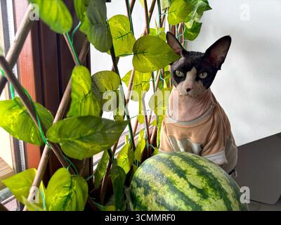 Eine kanadische sphynx-Katze in Kleidung posiert in der Nähe einer Wassermelone, umgeben von Hauspflanzen auf einer Fensterbank mit Herbstlicht, das die gemütliche Ernte reflektiert Stockfoto
