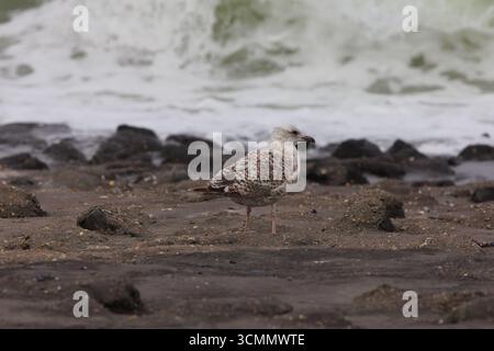 Die Europäische Heringsmull (Larus argentatus) ist eine große Möwe. Eine der bekanntesten Möwen entlang der Küsten Westeuropas, war einst reichlich Stockfoto