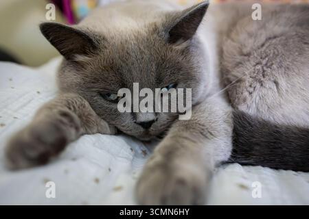 Eine heitere Nahaufnahme einer britischen Kurzhaarkatze mit fesselnden blauen Augen, die friedlich auf einem weichen weißen Bett liegt. Stockfoto