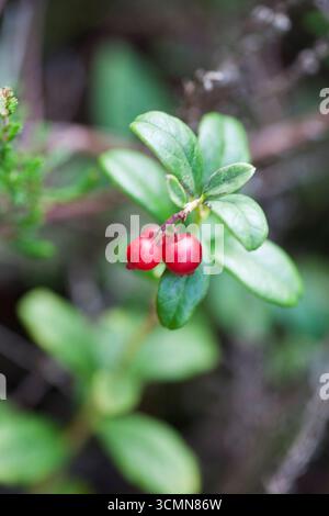 Lingon Vaccinium vitis-idaea Stockfoto