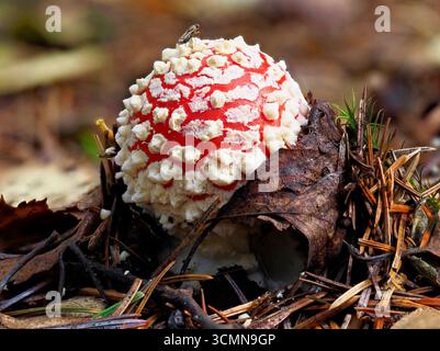 Ein junger Fliegenpilz, Amanita muscaria, der aus dem Waldboden mit einer Fliege auf seiner oberen Oberfläche auf einer der Weißen Warzen aufsteigt. Stockfoto