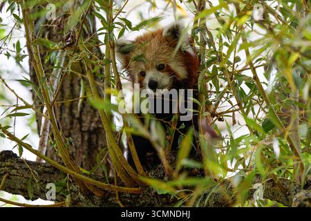 Ein roter Panda (Ailurus fulgens), der in einem Baum sitzt, umgeben von grünen Blättern. Stockfoto