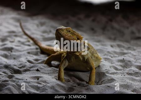 Bärtige Dracheneidechse auf Sandoberfläche in natürlichem Lebensraum Stockfoto
