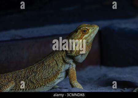 Nahaufnahme einer bärtigen Drachenechse in einer schwach beleuchteten Umgebung. Stockfoto