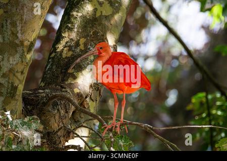 Scharlach ibis (Eudocimus ruber) auf einem Ast in einer Waldlandschaft. Stockfoto