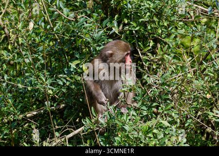 Ein macaca fuscata, ein japanischer Makaken, der in dichtem grünen Laub sitzt und zur Seite blickt. Stockfoto