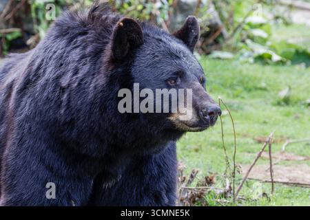 Nahaufnahme eines Schwarzbären in einer natürlichen Umgebung. Stockfoto