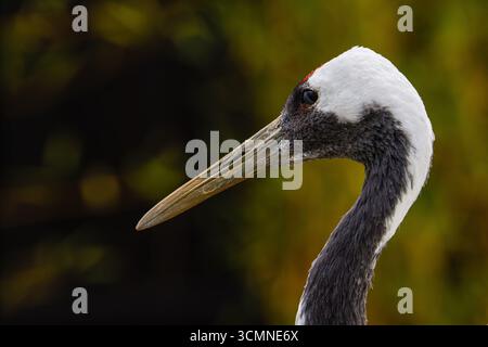 Nahaufnahme eines Krans mit langem Schnabel und weißem Kopf vor einem unscharfen grünen Hintergrund. Stockfoto