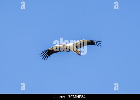 Ein Storch, der in einem klaren blauen Himmel fliegt. Stockfoto