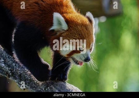 Roter Panda (Ailurus fulgens) klettert auf einem Baumzweig in einem Wald. Mit seiner Zunge außerhalb seines Mundes. Stockfoto