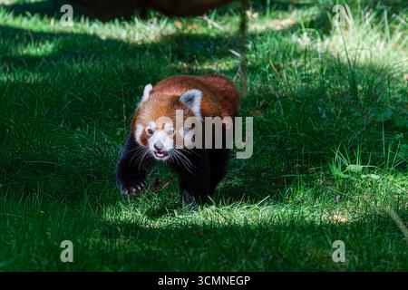 Roter Panda, der auf Gras in einem sonnendurchfluteten Bereich läuft Stockfoto
