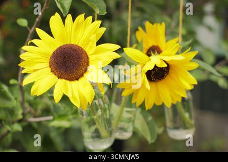 Helianthus annuus. Blumenschmuck zum Aufhängen. Dekorativ geschnittene Sonnenblumen in Glasflaschen, die an einem Apfelbaum in einem englischen Garten hängen Stockfoto