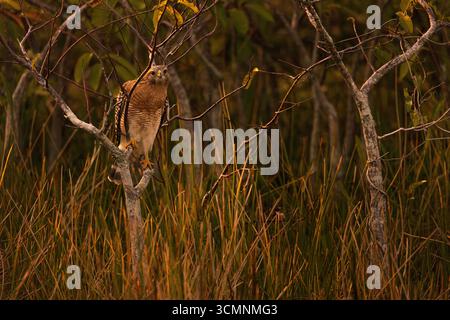 Roter Falke mit Schulter im lichtenden, orangefarbenen Licht Stockfoto