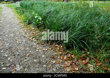 Schotterweg mit Blättern und grünem Gras im Park Stockfoto