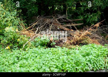 Haufen trockener Äste und Holz im Grünen Stockfoto