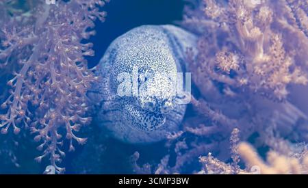 Frontale Nahaufnahme eines gemalten Muränen (Gymnothorax pictus) Stockfoto