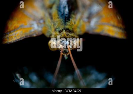 Eine detaillierte Nahaufnahme des Kopfes eines Schmetterlings mit Augen, Antennen und komplexen Flügelmustern im scharfen Fokus. Stockfoto