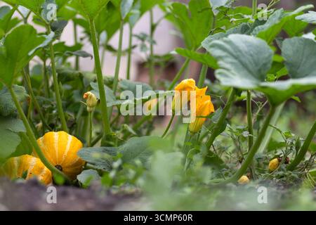 Orangenkürbis wächst auf dem Bett im Garten, erntet Bio-Gemüse. Blick auf den Herbst im Landhausstil. Stockfoto
